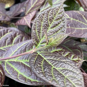 Kalukkipensas Burgundy Spice