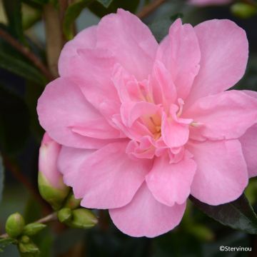 Kamelia Elfin rose