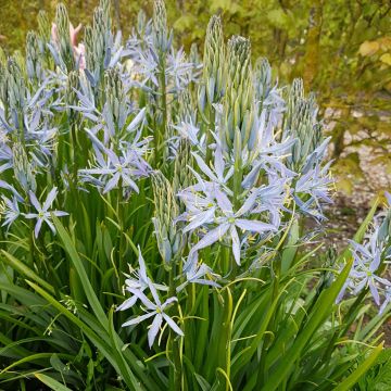 Oregonintähtihyasintti Blue Heaven
