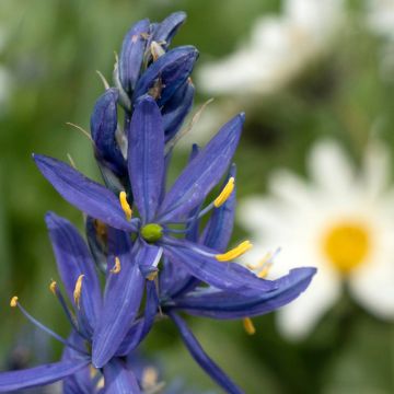 Sinitähtihyasintti - Camassia quamash