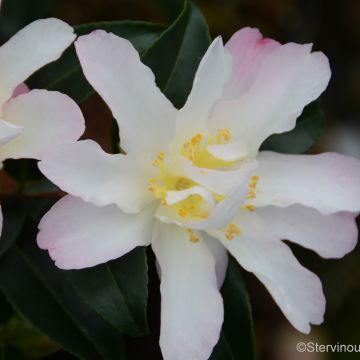 Kamelia Frosted Star