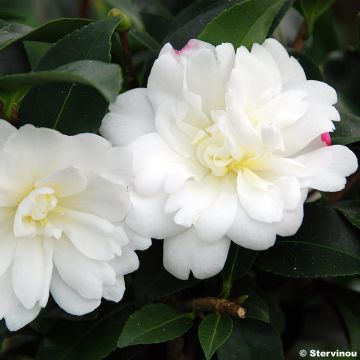 Kamelia Fuji no Yuki