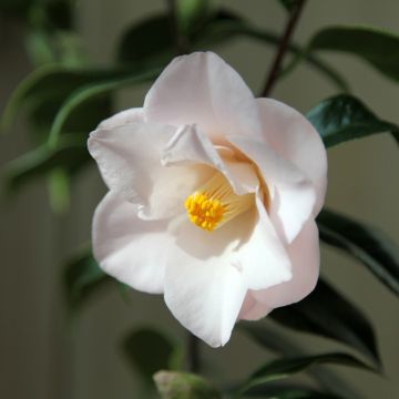 Kamelia Hagoromo