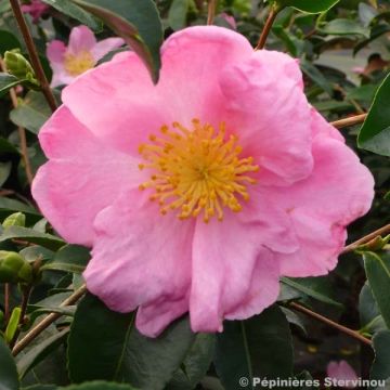 Kamelia Plantation Pink