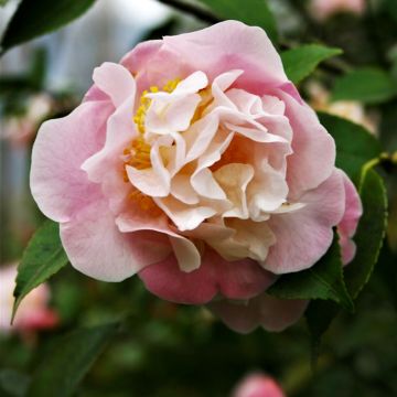 Kamelia High Fragrance