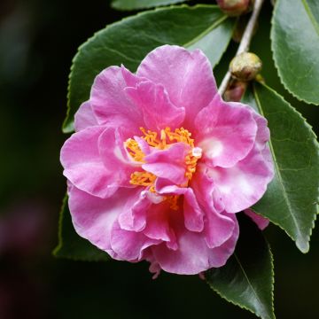 Kamelia Showa no Sakae