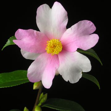 Kamelia Yume