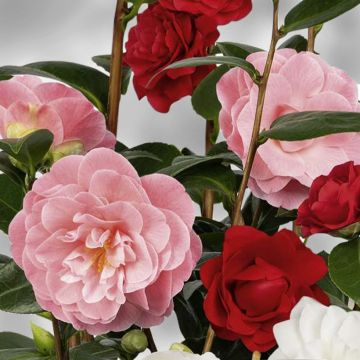 Kamelia Three Sisters (Red Pink White)