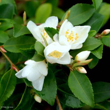 Kamelia - Camellia lutchuensis