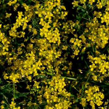 Ruistankio luomu - Ferme de Sainte Marthe - Camelina sativa