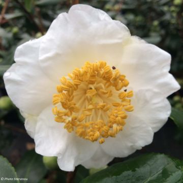 Kamelia de Higo Fuji