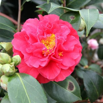 Kamelia Blood of China