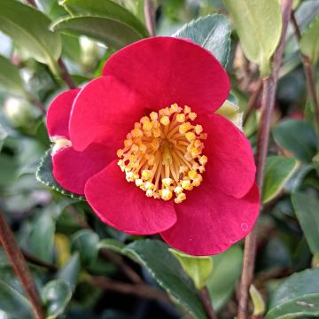Kamelia Yuletide
