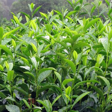 Teepensas - Camellia sinensis