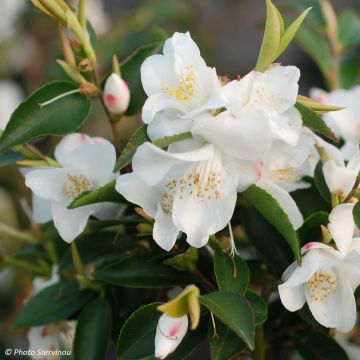 Kamelia - Camellia transnokoensis
