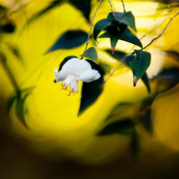 Kamelia - Camellia tsaii