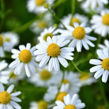 Tuoksusaunio - Matricaria camomilla