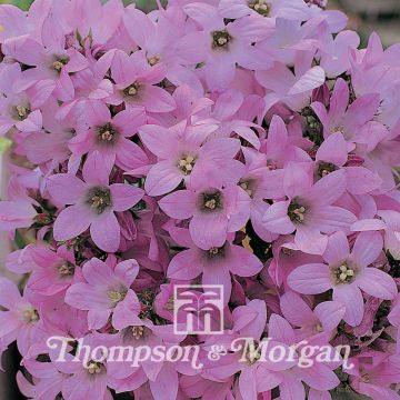 Maitokello Dwarf Pink (siemenet)