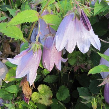 Pisamakello Iridescent Bells
