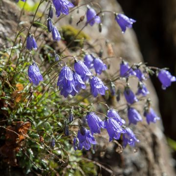 Kääpiökello - Campanula cochleariifolia