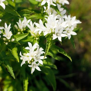 Peurankello Alba