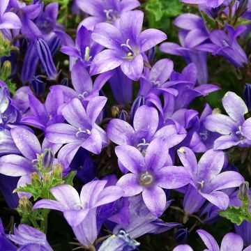 Muurikello - Campanula portenschlagiana