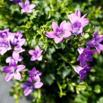 Tähtikello Ambella Intense Purple