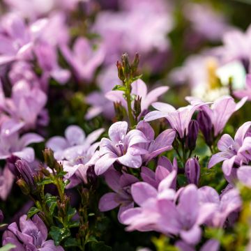 Tähtikello Ambella Pink