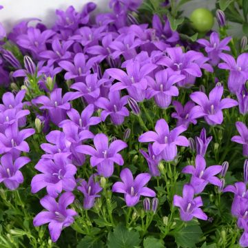 Tähtikello Ambella Purple