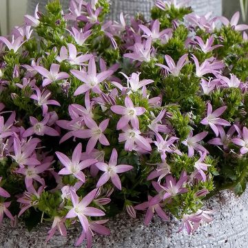 Tähtikello Adansa Pink