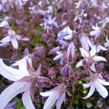 Tähtikello Lisduggan Variety