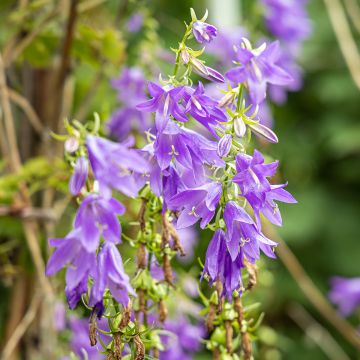 Varsankello - Campanula trachelium