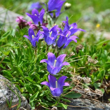 Kello - Campanula x stansfieldii
