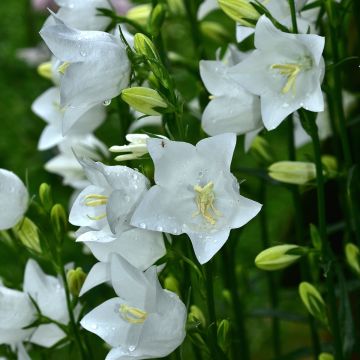 Kurjenkello Alba