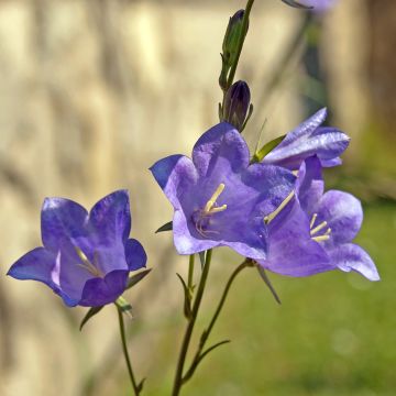 Kurjenkello - Campanula persicifolia