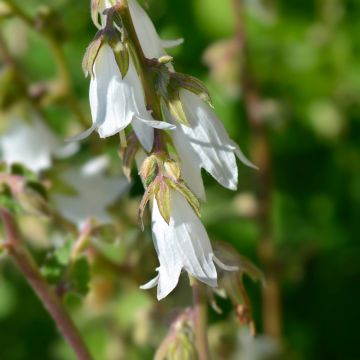 Herttakello - Campanula alliariifolia