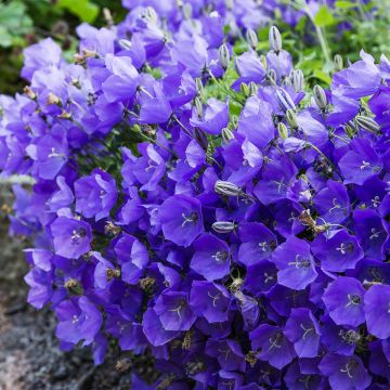 Karpaattienkello - Campanula carpatica