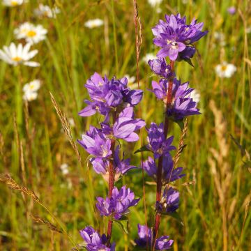 Peurankello var. acaulis