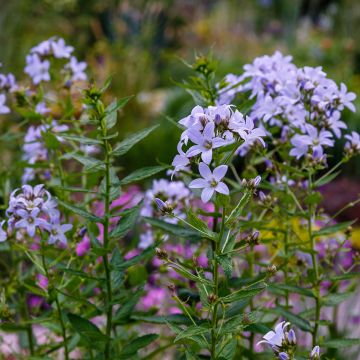 Maitokello - Campanula lactiflora