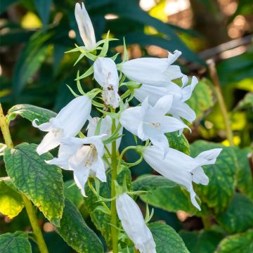 Ukonkello var. macrantha alba