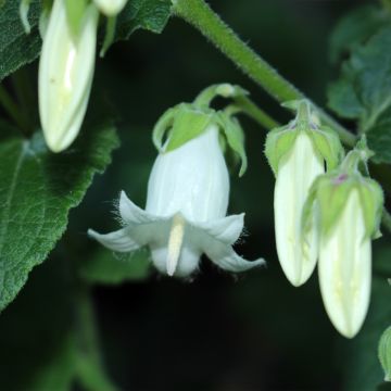 Kello - Campanula ochroleuca