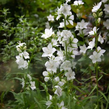 Kurjenkello - Campanula persicifolia var. planiflora f. alba