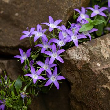 Tähtikello - Campanula poscharskyana