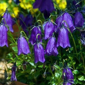 Itävallankello - Campanula pulla