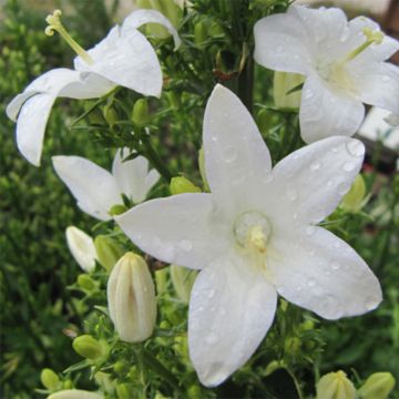 Ritarinkello Alba