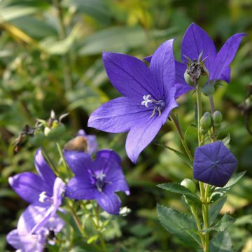 Kello - Campanula waldsteiniana