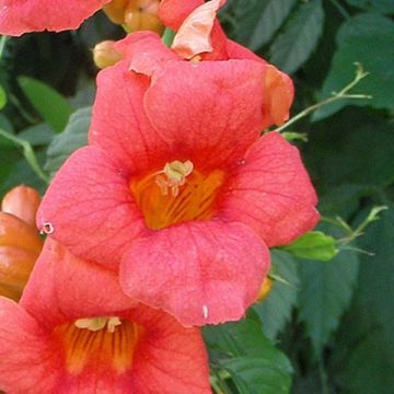 Pikkutrumpettiköynnös - Campsis radicans