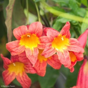 Trumpettiköynnös Tangerine Beauty