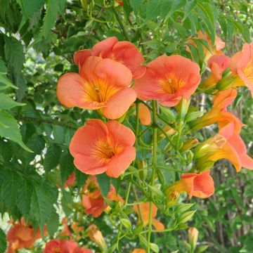 Isotrumpettiköynnös - Campsis grandiflora