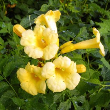 Pikkutrumpettiköynnös Yellow Trumpet